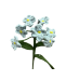 Forget-me-not