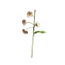 Puff Lily of  Valley